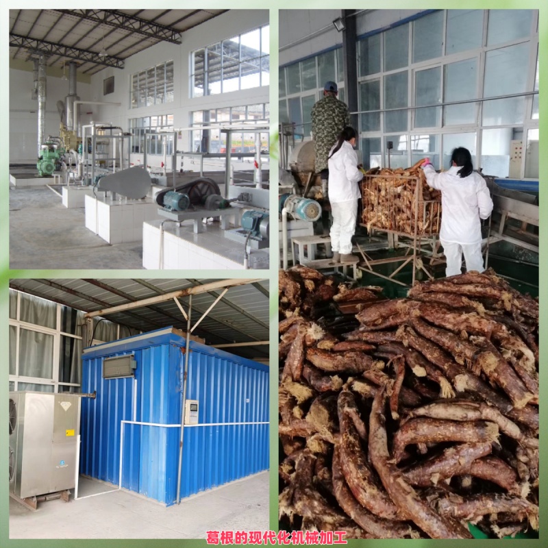 葛根的現(xiàn)代化機(jī)械加工.jpg