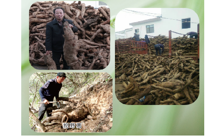一勺野生葛根粉里的「古今對話」，從古籍記載到現(xiàn)代餐桌的清涼傳承