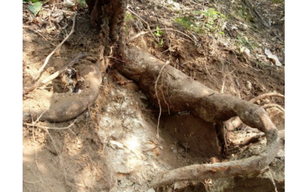 葛根粉：認(rèn)準(zhǔn) 10 年黃金期，拒絕 “年份噱頭”