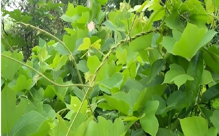 七夕寵妻狂魔就選它！二月風(fēng)雙有機(jī)野生葛根粉，健康又有文化味 