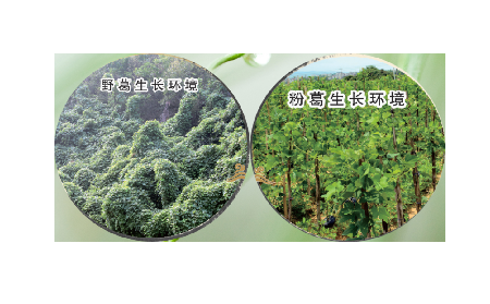 高學(xué)歷養(yǎng)生黨親測(cè)：這款雙有機(jī)野生葛根粉，憑什么成日常優(yōu)選？?