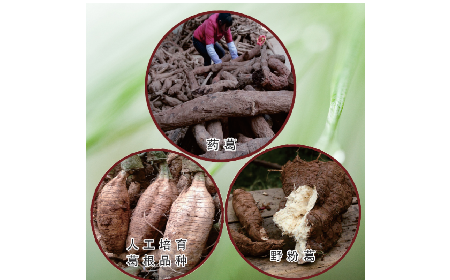 買葛粉是買野生的好？還是野生有機(jī)的好？