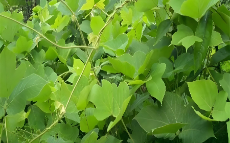 《趙家葛坊》：一株葛藤背后的文明史詩與文化回鄉(xiāng)