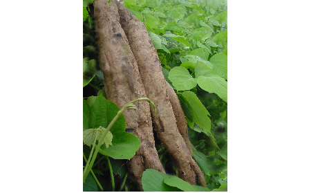 正宗的野生葛根粉，本質(zhì)是淀粉嗎？探秘千年本草中的自然饋贈(zèng)