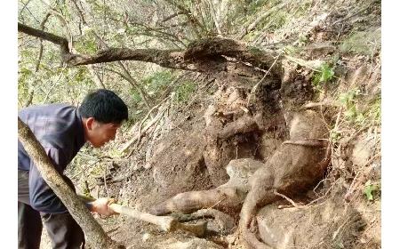 藏在隨州深山里的自然饋禮：二月風有機野生葛根粉，守護孩子純粹成長