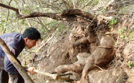 深山藏珍，二月風(fēng)正在大量收購寒冬野生葛根