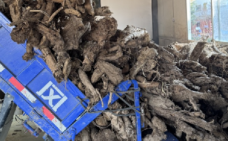 霜降采葛正當(dāng)時！二月風(fēng)大量收購霜降葛根，以匠心護(hù)品質(zhì)、以產(chǎn)業(yè)助增收