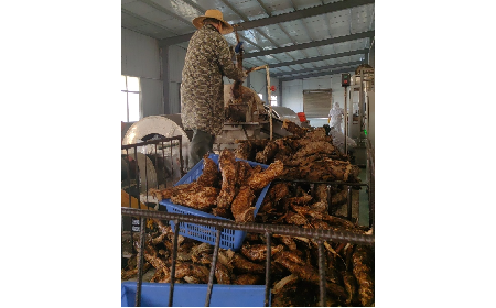 野生葛粉加工正當(dāng)時，二月風(fēng)匠心傳承好味道